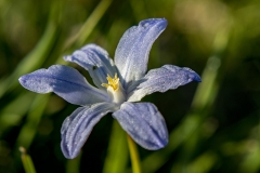 macroblomma-hems