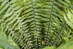 strutbraken