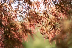 botaniska15-kopiera