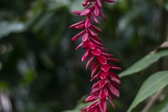 botaniska66-kopiera