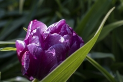 botaniska7-insta