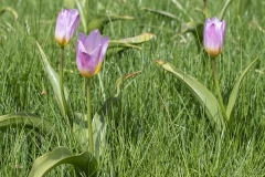 botaniska72-insta