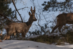 slottskogen24 kopiera
