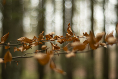 bokskog9-insta