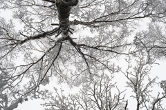sno-insta