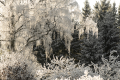 vinter3-redi-insta
