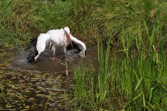 stork2 kopiera