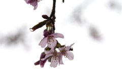 blomrosa1-kopiera