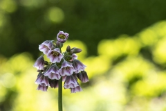 botaniska-insta