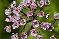 botaniska15-insta