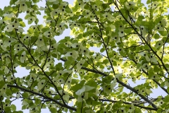 botaniska2-insta