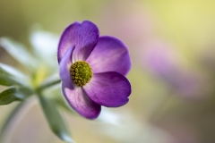 botaniska3-insta