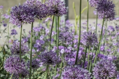 botaniska31-insta