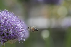 botaniska36-insta