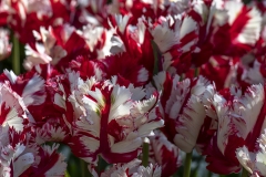 botaniska4-insta