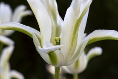 botaniska41-insta