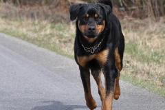 charlie kopiera