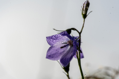 macro11-kopiera