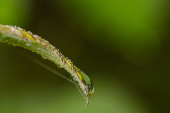 macro3-kopiera