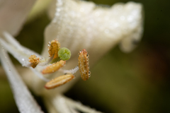 macro9-kopiera