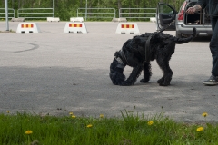 kantb31 kopiera