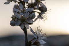 blommo3-insta