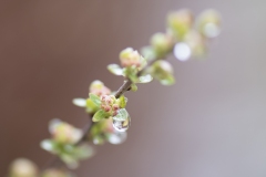 macro-insta