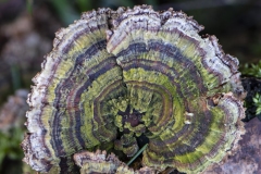 macro12-kopiera