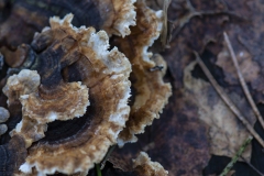 macro13-kopiera