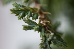 macro5-insta