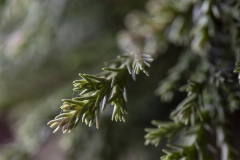 macro6-kopiera