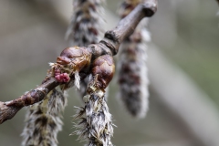 macro9-kopiera