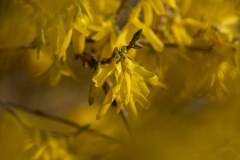 forsythia-kopiera