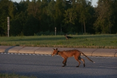 morgon5 kopiera