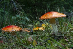 hosten kopiera