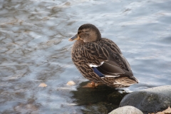 spikon kopiera