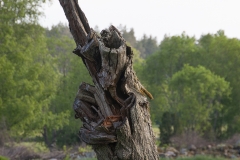 skartaryd10 kopiera