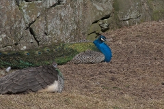 slottskogen16 kopiera