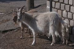 slottskogen21 kopiera