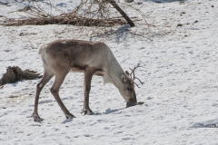 slottskogen22 kopiera