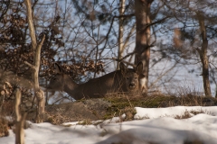 slottskogen26 kopiera