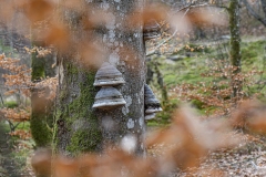 bokskog-insta