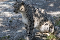 snoleopard4-insta