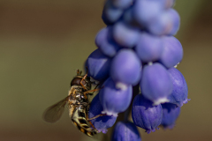 blomfluga2-insta