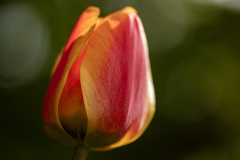 tulp1-insta