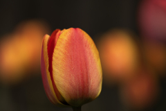 tulp2-insta