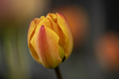 tulpan-insta