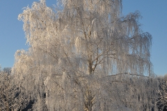 DSC_0267 kopierat