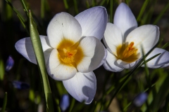 blomm1-insta