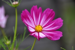 blomma (2) kopiera